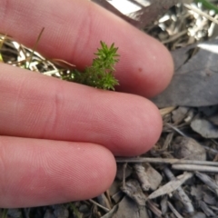 Asperula conferta at Amaroo, ACT - 23 Sep 2018