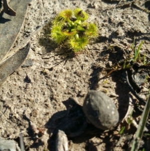 Drosera sp. at Amaroo, ACT - 23 Sep 2018