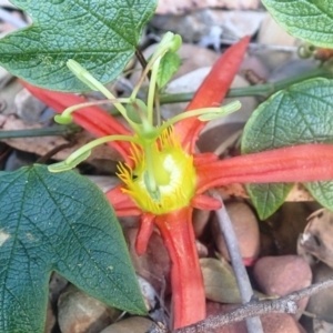 Passiflora cinnabarina at Dignams Creek, NSW - 23 Sep 2018 02:22 PM