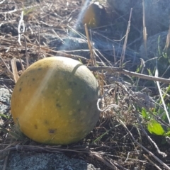 Citrullus amarus (Wild Melon, Camel Melon, Bitter Melon) at Jerrabomberra Grassland - 22 Sep 2018 by Jek