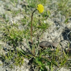 Craspedia variabilis (Common Billy Buttons) at Amaroo, ACT - 23 Sep 2018 by nathkay