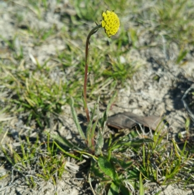 Craspedia variabilis (Common Billy Buttons) at Amaroo, ACT - 22 Sep 2018 by nath_kay