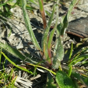 Craspedia variabilis at Amaroo, ACT - suppressed