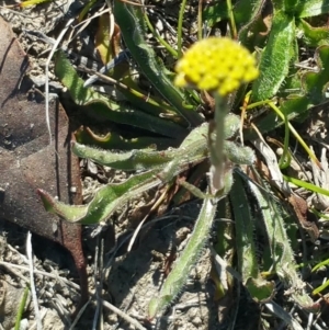 Craspedia variabilis at Amaroo, ACT - suppressed