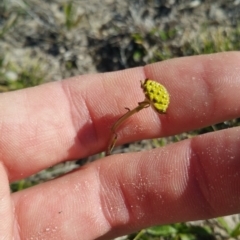 Craspedia variabilis at Amaroo, ACT - suppressed