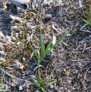 Lomandra sp. at Amaroo, ACT - 23 Sep 2018