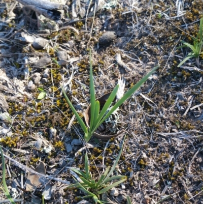 Lomandra (genus) (A Matrush) at Amaroo, ACT - 23 Sep 2018 by nathkay