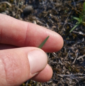 Lomandra sp. at Amaroo, ACT - 23 Sep 2018