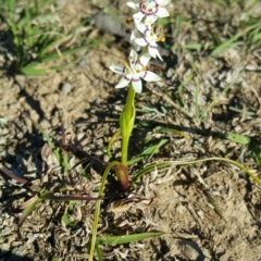 Wurmbea dioica subsp. dioica (Early Nancy) at Amaroo, ACT - 23 Sep 2018 by nathkay