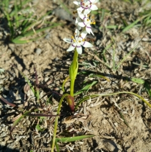 Wurmbea dioica subsp. dioica at Amaroo, ACT - 23 Sep 2018