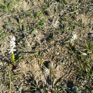 Wurmbea dioica subsp. dioica at Amaroo, ACT - 23 Sep 2018