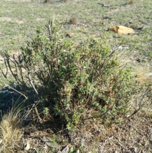 Melichrus urceolatus at Amaroo, ACT - 23 Sep 2018