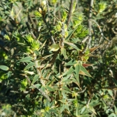 Melichrus urceolatus at Amaroo, ACT - 23 Sep 2018