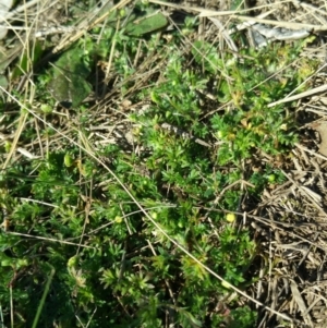 Cotula australis at Amaroo, ACT - 23 Sep 2018