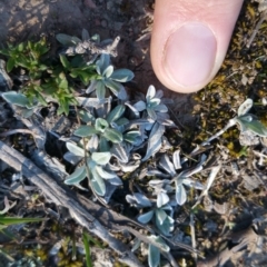 Gamochaeta sp. (Cudweed) at Amaroo, ACT - 23 Sep 2018 by nathkay