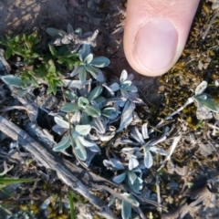 Gamochaeta sp. (Cudweed) at Amaroo, ACT - 22 Sep 2018 by nath_kay