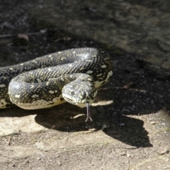 Morelia spilota spilota (Diamond Python) at Dignams Creek, NSW - 17 Sep 2018 by Maggie1