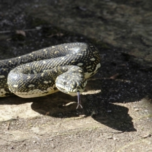 Morelia spilota spilota at Dignams Creek, NSW - 17 Sep 2018 02:18 PM