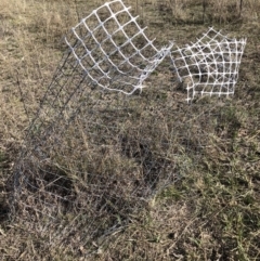 Unidentified at Goorooyarroo NR (ACT) - 22 Sep 2018 by AaronClausen