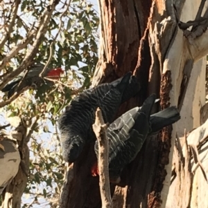 Callocephalon fimbriatum at Hughes, ACT - 23 Sep 2018