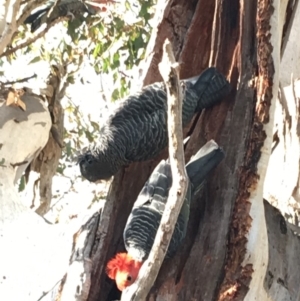 Callocephalon fimbriatum at Hughes, ACT - 23 Sep 2018