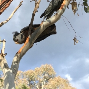 Callocephalon fimbriatum at Hughes, ACT - 23 Sep 2018