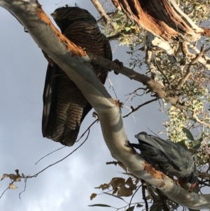 Callocephalon fimbriatum at Hughes, ACT - suppressed