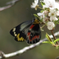 Delias harpalyce (Imperial Jezebel) at Bookham, NSW - 22 Sep 2018 by MatthewFrawley