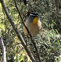 Pardalotus punctatus (Spotted Pardalote) at Tennent, ACT - 23 Sep 2018 by RichForshaw