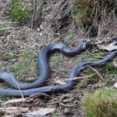 Pseudechis porphyriacus (Red-bellied Black Snake) at Tidbinbilla Nature Reserve - 23 Sep 2018 by TimL