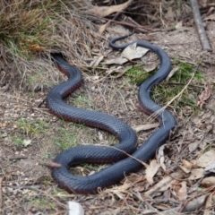 Pseudechis porphyriacus at Paddys River, ACT - 23 Sep 2018