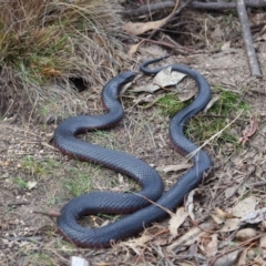 Pseudechis porphyriacus at Paddys River, ACT - 23 Sep 2018