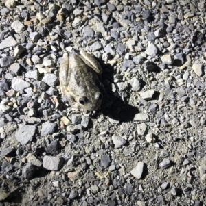 Litoria peronii at Murrumbateman, NSW - 29 Aug 2018