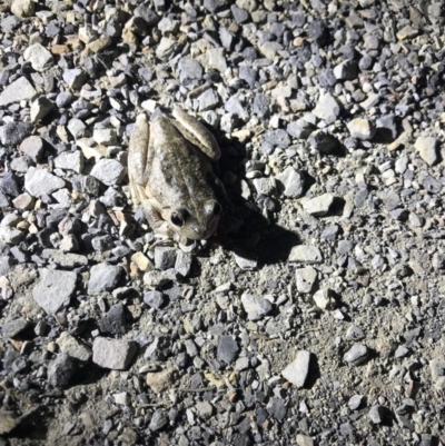 Litoria peronii (Peron's Tree Frog, Emerald Spotted Tree Frog) at Murrumbateman, NSW - 29 Aug 2018 by YumiCallaway