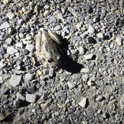 Litoria peronii (Peron's Tree Frog, Emerald Spotted Tree Frog) at Murrumbateman, NSW - 28 Aug 2018 by YumiCallaway