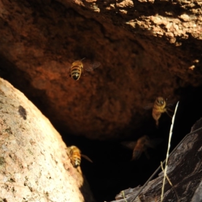 Apis mellifera (European honey bee) at McQuoids Hill - 23 Sep 2018 by HelenCross