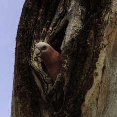 Eolophus roseicapilla (Galah) at Hughes, ACT - 22 Sep 2018 by JonSteinbeck
