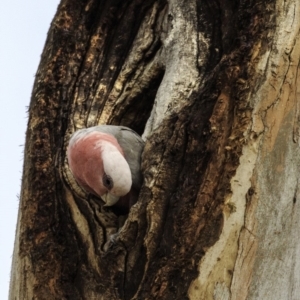 Eolophus roseicapilla at Hughes, ACT - 22 Sep 2018