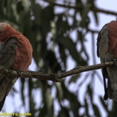 Eolophus roseicapilla at Hughes, ACT - 22 Sep 2018