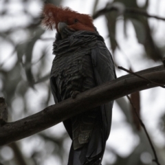 Callocephalon fimbriatum (Gang-gang Cockatoo) at GG188 - 22 Sep 2018 by BIrdsinCanberra