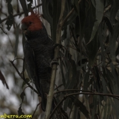 Callocephalon fimbriatum at Deakin, ACT - suppressed