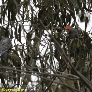 Callocephalon fimbriatum at Deakin, ACT - suppressed