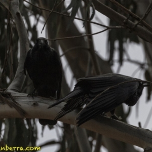 Corvus coronoides at Hughes, ACT - 22 Sep 2018 02:38 PM