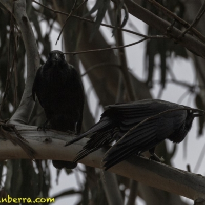 Corvus coronoides (Australian Raven) at Hughes, ACT - 22 Sep 2018 by BIrdsinCanberra