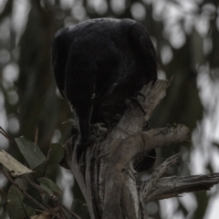 Corvus coronoides at Hughes, ACT - 22 Sep 2018