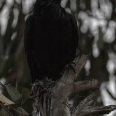 Corvus coronoides at Hughes, ACT - 22 Sep 2018