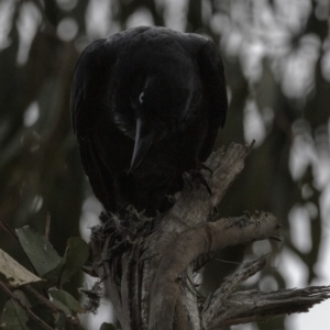 Corvus coronoides at Hughes, ACT - 22 Sep 2018