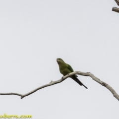 Polytelis swainsonii (Superb Parrot) at Hughes, ACT - 22 Sep 2018 by JonSteinbeck