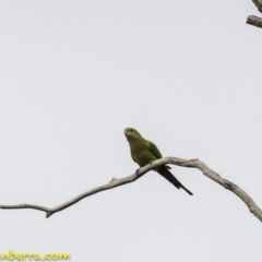 Polytelis swainsonii (Superb Parrot) at Hughes, ACT - 22 Sep 2018 by BIrdsinCanberra