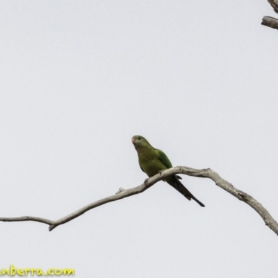 Polytelis swainsonii (Superb Parrot) at Hughes, ACT - 22 Sep 2018 by JonSteinbeck